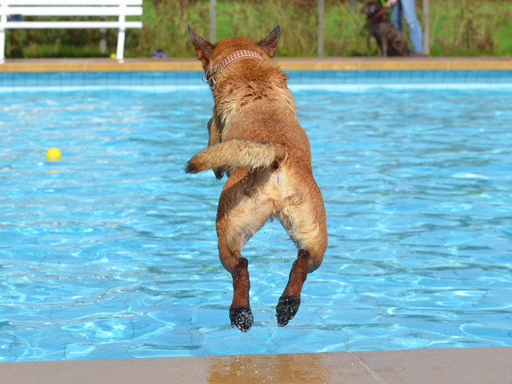 Egal ob groß oder klein, alle Hunde sind herzlich zum Badespaß im Dettumer Freibad eingeladen. (Symbolfoto)