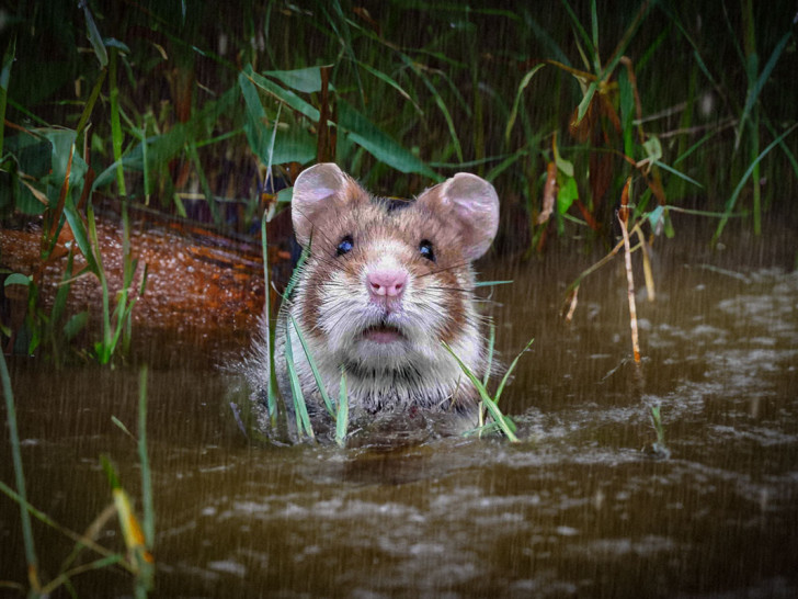 Der kleine Feldhamster hat es bei dem vielen Regen besonders schwer. (Symbolfoto)