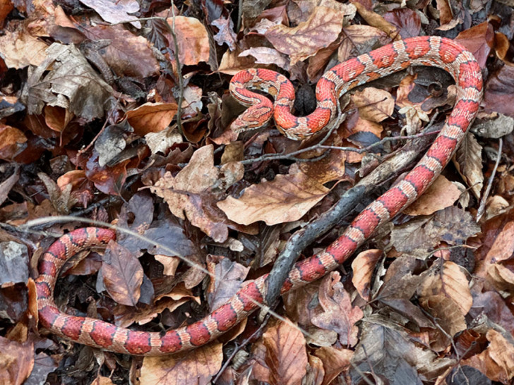 Die gefundene Schlange von Anfang Januar. Das jetzt gefundene Tier soll ihr sehr ähnlich sehen.