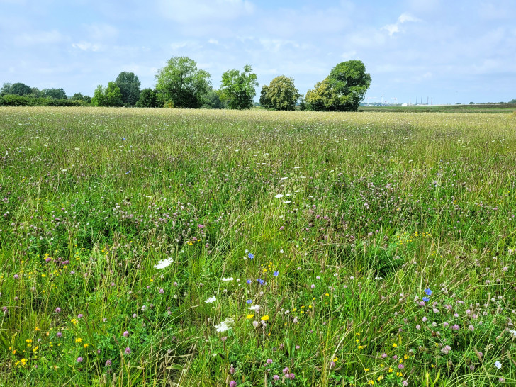 Eine artenreiche Wiese wurde als Kompensationsfläche für das Quartier III im Sonnenkamp angelegt, wo früher einmal Acker war. 