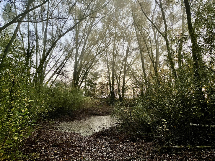 Kleiner Hordorfer Teich im herbstlichen Morgennebel.