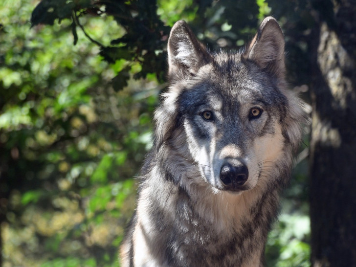 Der Wolf ist seit Jahren auch wieder in Deutschland aktiv. (Symbolfoto)