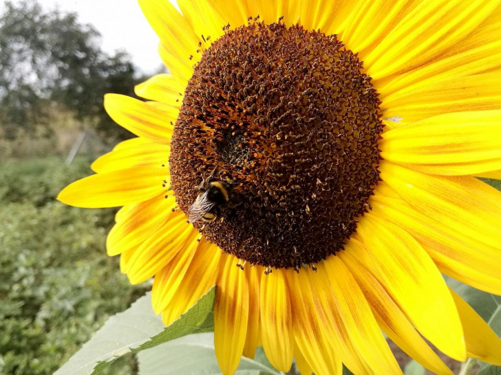 Hummel bestäubt Sonnenblume (Archiv)