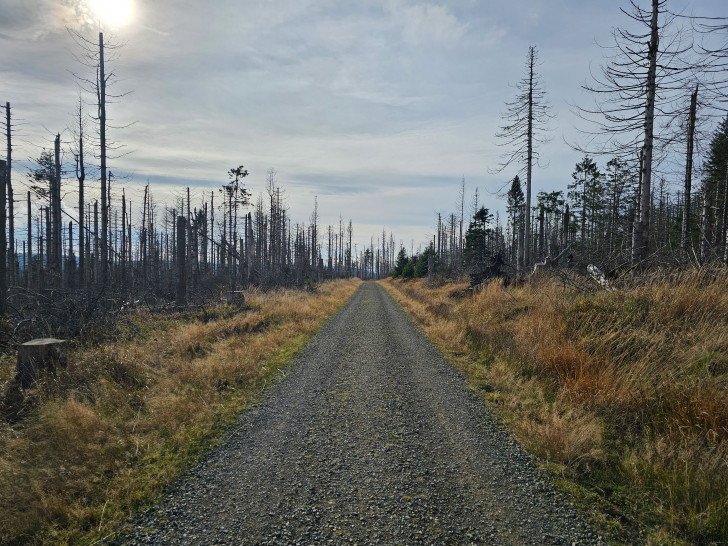 Auch der Harz leidet unter den Auswirkungen des Klimawandels.