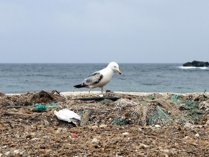 Möwe auf einem Müllhaufen am Meer