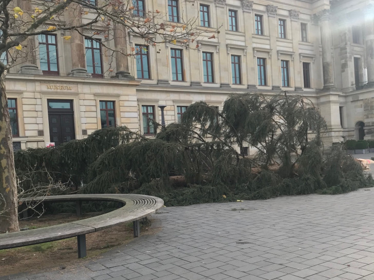 Der Baum wurde mittlerweile entfernt.