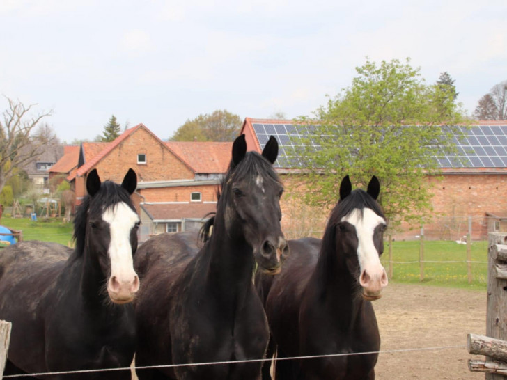 Winston (mitte) überlebte leider nicht. Walker und Wenzel sind inzwischen über den Berg. 