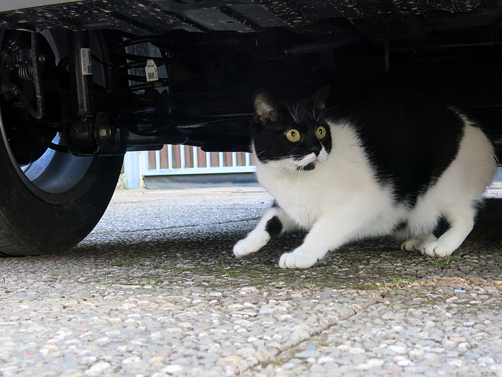 Katzen sollten Silvester besser im Haus verbringen.