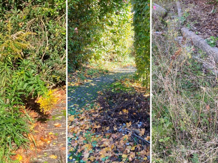 Der Nelkenweg und swe Rosengarten in Weddel gehören zu den ungepflegten öffentlichen Flächen in der Gemeinde Cremlingen .