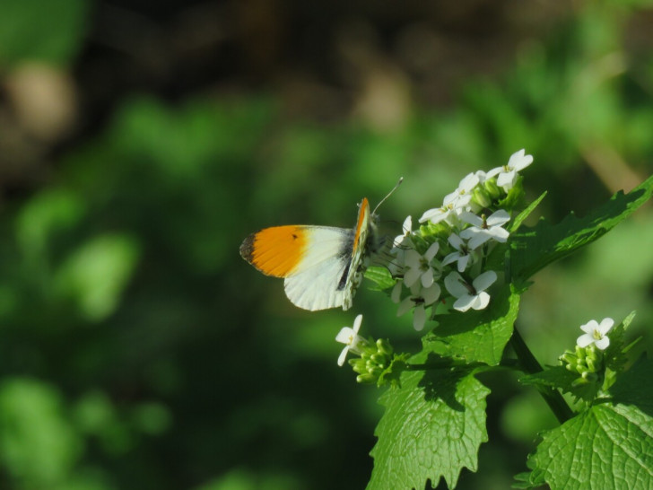 Knoblauchrauke mit Aurorafalter.