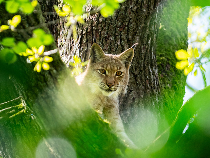 In der kommenden Woche zieht ein junges Luchsmännchen aus dem Tiergarten Nürnberg in das große Freigehege des Nationalparks Harz an der Rabenklippe ein.