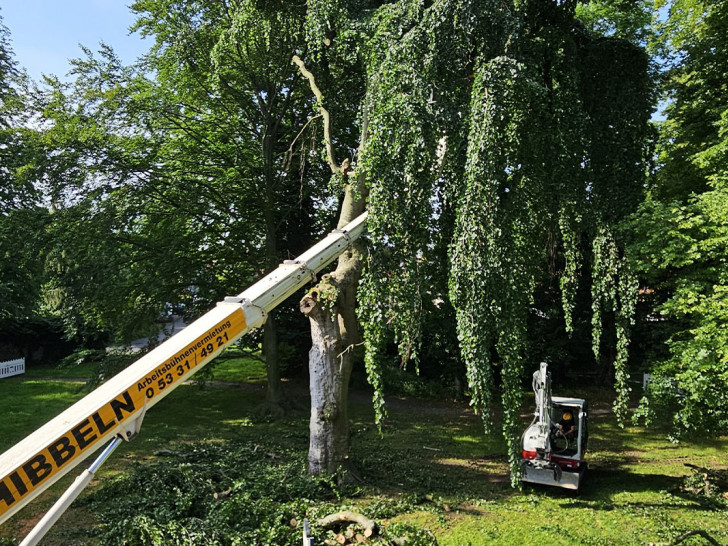 Der Baum musste leider gefällt werden.