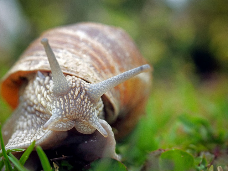 Ungeladene Gäste: Sie kommen, um zu fressen. (Symbolfoto)