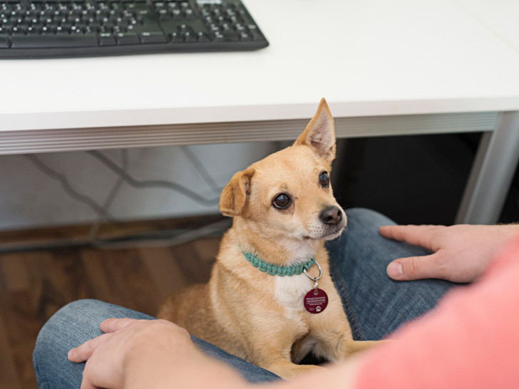 Ein Hund im Büro kann für Abwechslung sorgen.