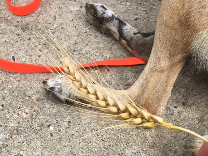 Klein, schmerzhaft und gefährlich: Grannen können für Hunde und Katzen zu einem Gesundheitsrisiko werden.