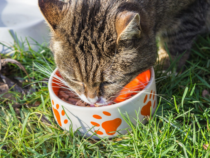 Katzen sind bekannt für ihre wählerischen Essgewohnheiten - eine Herausforderung für Tierbesitzer.