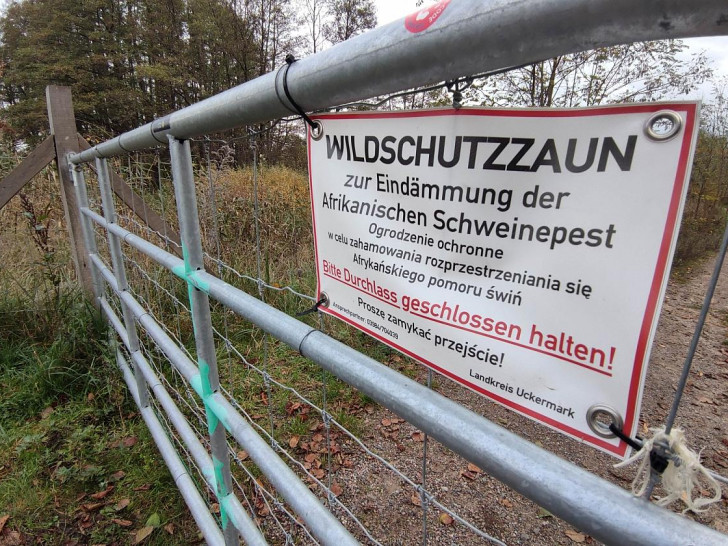 Wildschutzzaun gegen Afrikanische Schweinepest (Archiv)