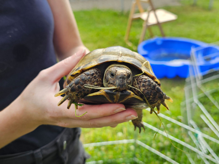 Eine Schildkröte, die seit 2023 im Tierheim Wolfenbüttel zuhause ist.