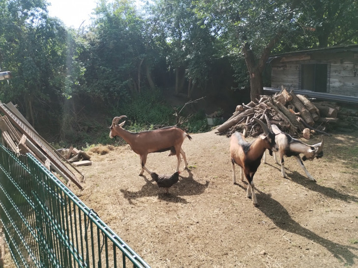  Ziegen und demnächst auch Ponys haben auf dem Weideland ein idyllisches Zuhause, grüne Parzellen mit „gutem Mutterboden“ sind noch verfügbar.