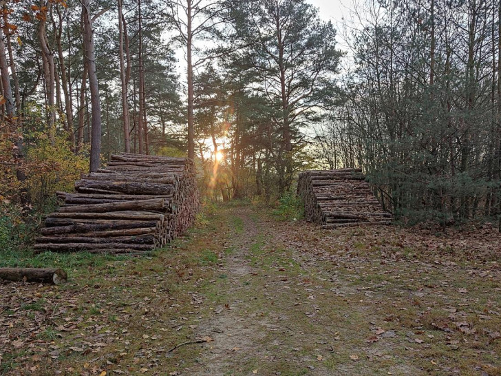 Holzstämme (Archiv)