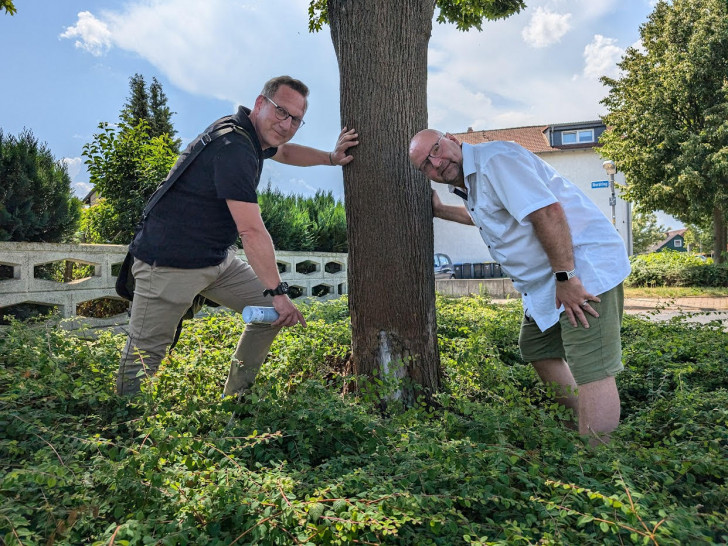 Jens Meyer vom Grünflächenamt der Stadt Wolfenbüttel und Ortsbürgermeister Marc Angerstein begutachten den Schaden an dem Spitzahorn. Zeugen der vorsätzlichen Baumschädigung werden gebeten, sich zu melden. 