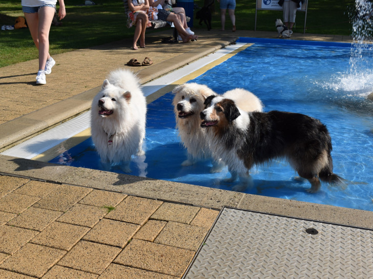 Hundebadespaß im Freibad Raffteich.