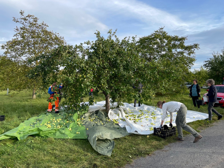 Helferinnen und Helfer sowie Mitarbeitende des Landkreises während der Apfelsammelaktion 2023 auf einer Streuobstwiese in Destedt, Gemeinde Cremlingen.