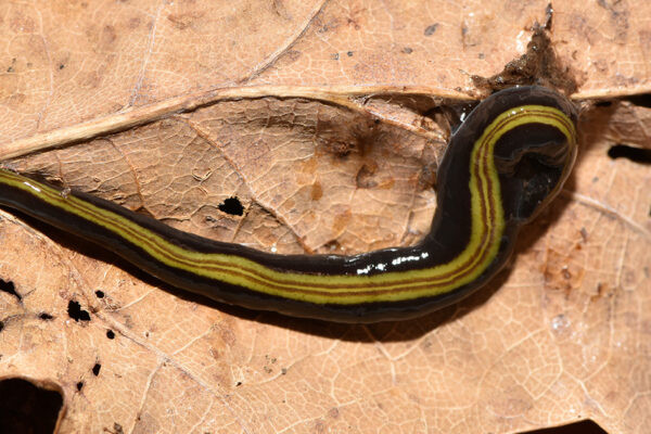 Jetzt auch in Deutschland angekommen: Die markant gefärbte Landplanarie Caenoplana variegata stammt ursprünglich aus Australien und breitet sich seit einigen Jahren in Europa aus.