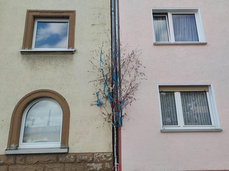 Maibaum vor Haus in Köln (Archiv)