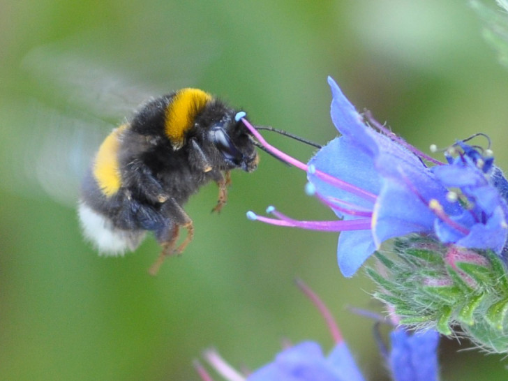 Eine Erdhummel im Anflug auf einen Natternkopf. Hummeln gehören zu der Familie der Echten Bienen und zählen daher auch zu den Wildbienen.