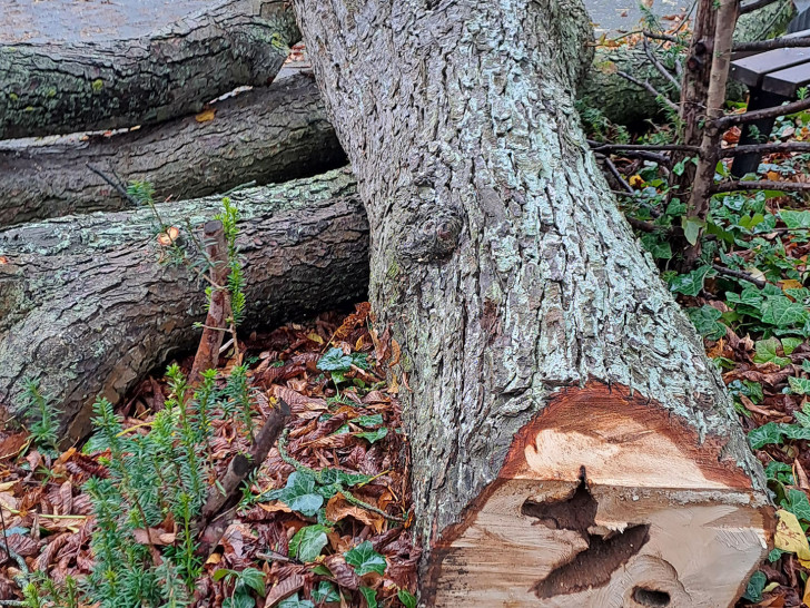 Die ersten Bäume wurden gefällt.