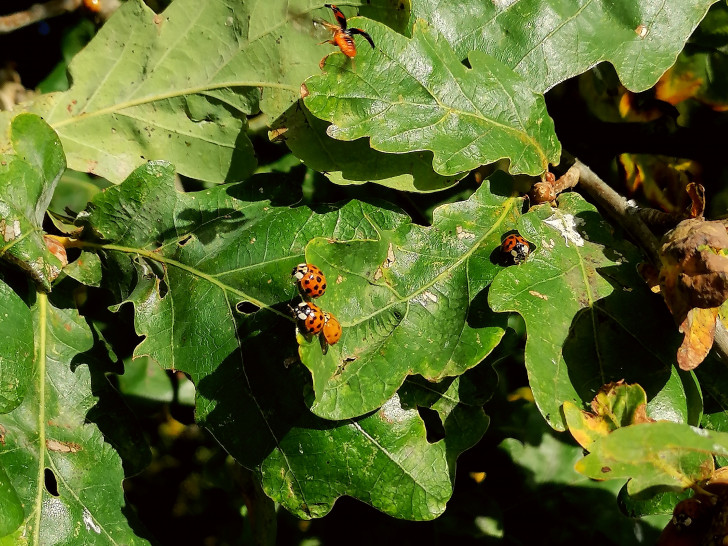 Ungewöhnlich viele Marienkäfer waren zuletzt an sonnigen Tagen zu sehen.