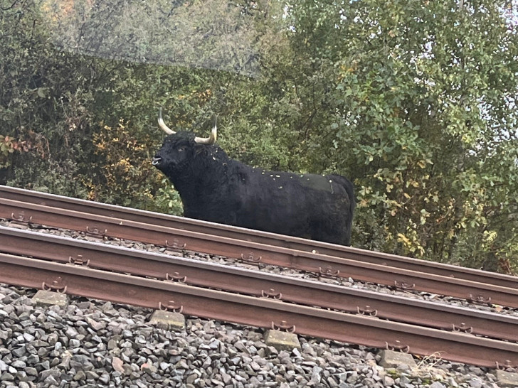 Der Bulle wurde entlang der B82 gesichtet.