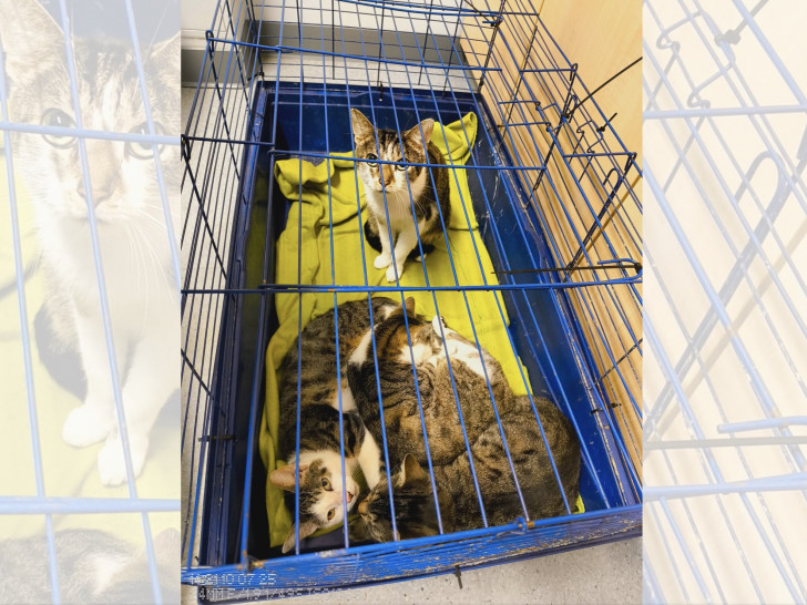 Erneut wurden in Salzgitter Katzen ausgesetzt.