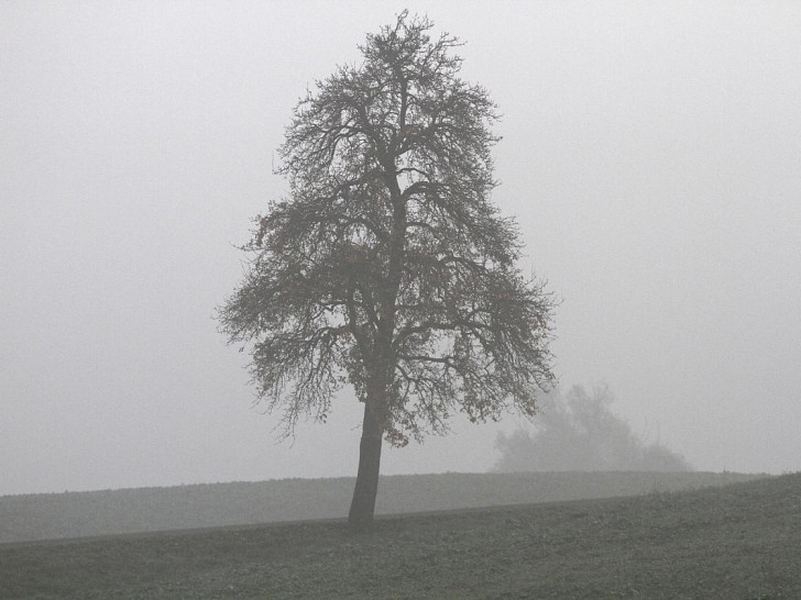 Baum (Archiv)