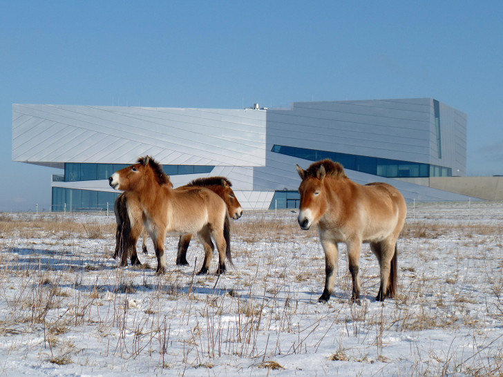 Przewalski-Pferde vor dem Paläon in Schöningen.