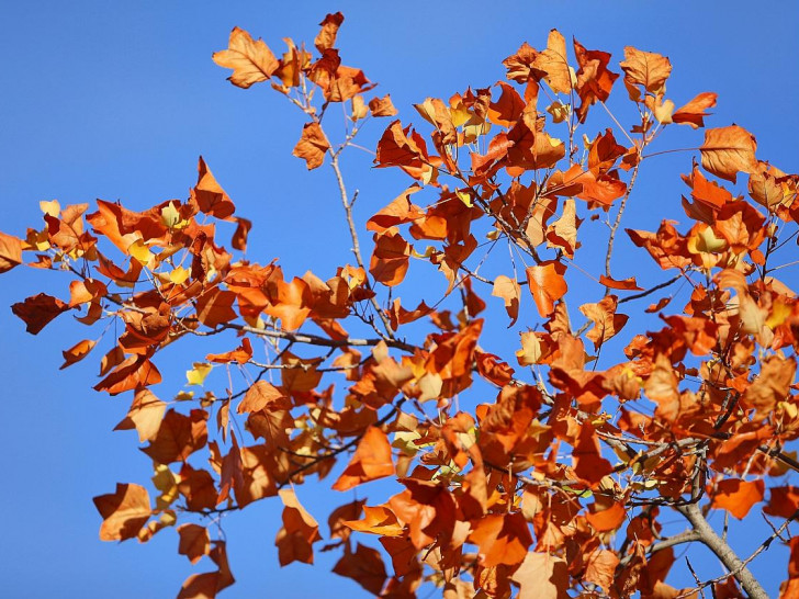 Herbstblätter (Archiv)