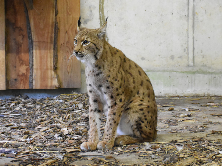Die sieben Jahre alte Luchsin Rikki aus dem Zoo Kyiv ist Ende September in Deutschland angekommen.