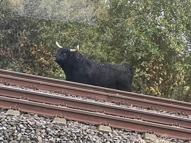 Ausgebüxter Stier (Archiv)