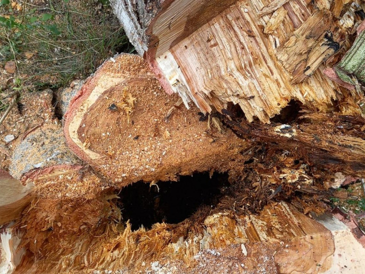 Baum drohte auf Gebäude zu stürzen (Archiv)