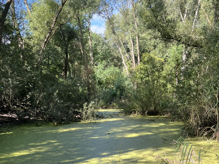Am Großen Teich in Hordorf finden im November Sanierungsarbeiten statt.