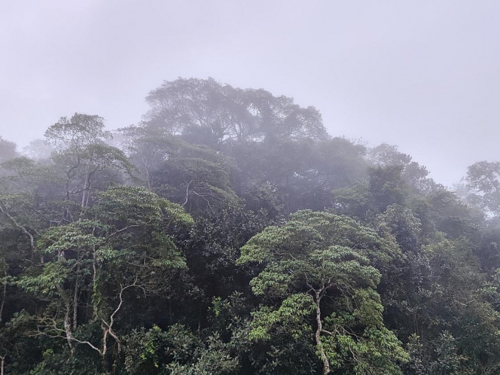 Brasilianischer Regenwald (Archiv)