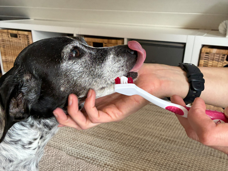 Zum Medical Training kann auch das Zähneputzen gehören.