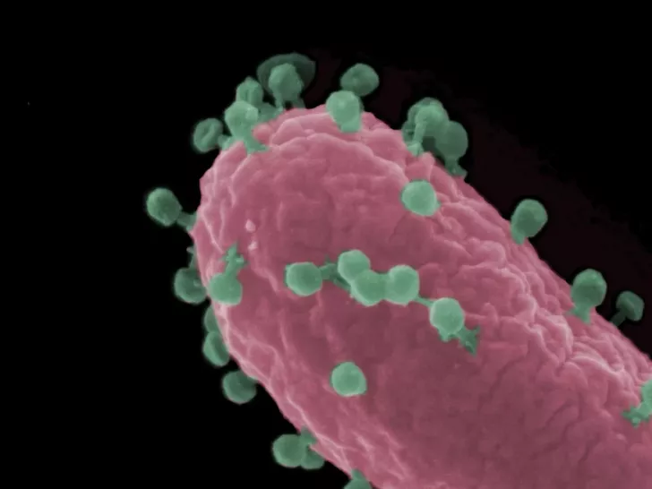 Rasterelektronenmikroskopische Aufnahme einer Escherichia coli-Zelle (rot), die von Bakteriophagen (grün) infiziert wird.
