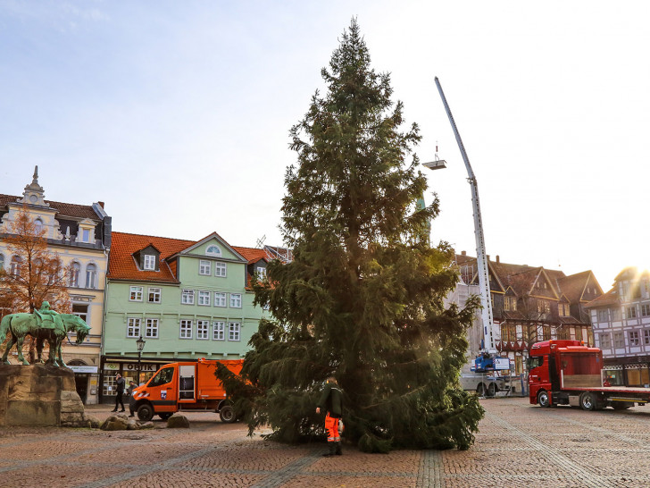 Die Friedenstanne wurde vor dem Rathaus aufgestellt. 
