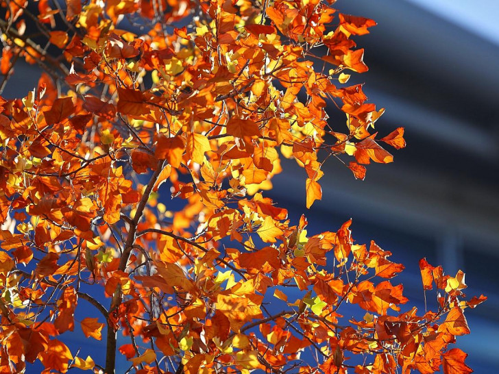 Herbstblätter (Archiv)