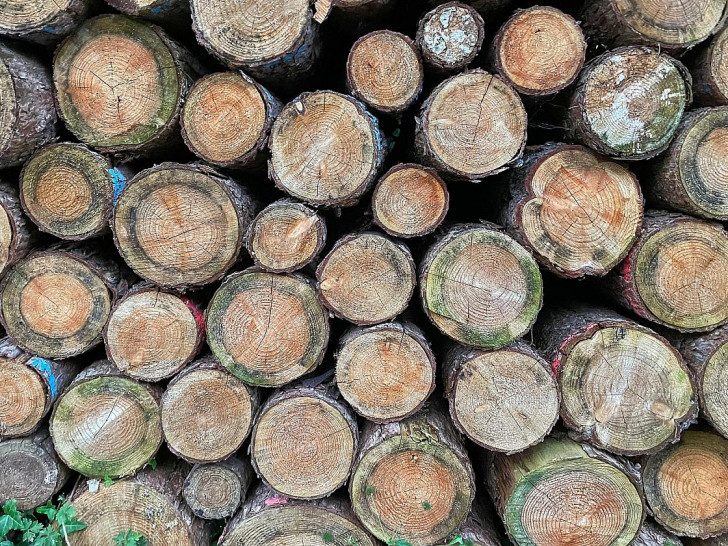 Holzstämme (Archiv)