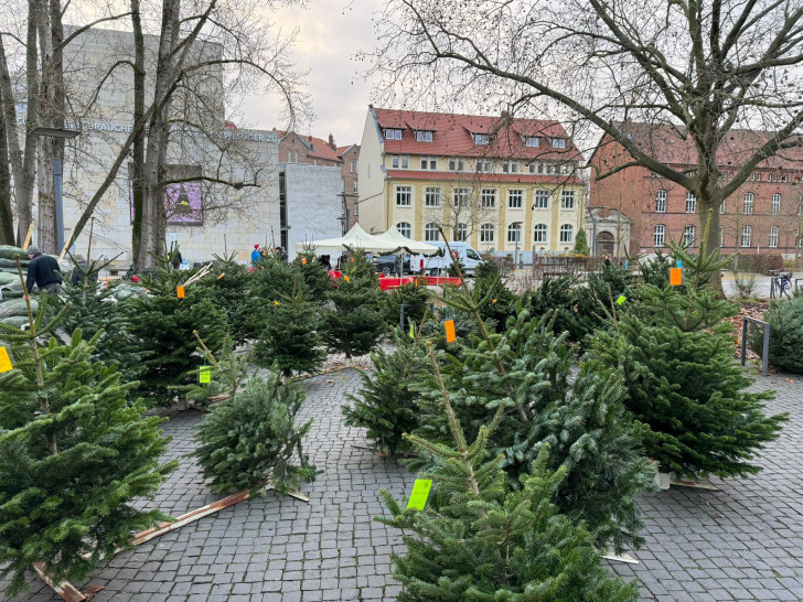 Das Lions Hilfswerk Braunschweig Löwenherz lädt zum traditionellen Weihnachtsbaumverkauf ein.