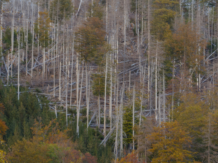 Die Ausstellung zeigt auch die negativen Auswirkungen auf den Harz.