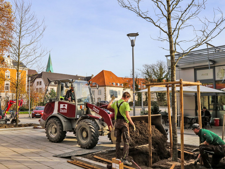 Am Kulturbahnhof wurden zwei Lederhülsenbäume gepflanzt.
